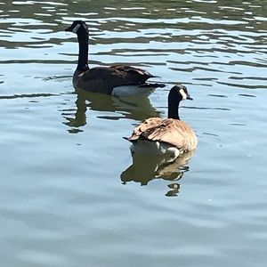 Meet your Posher, Terra